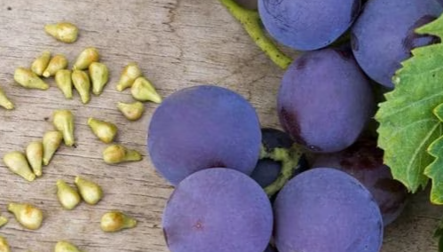 Grape Seed Extract Benefits.png
