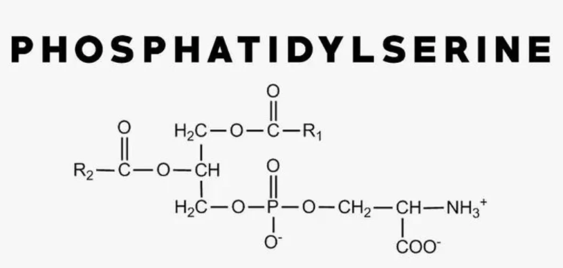 Mitä eroa on fosforyloidulla seriinillä ja fosfatidyyliseriinillä.png