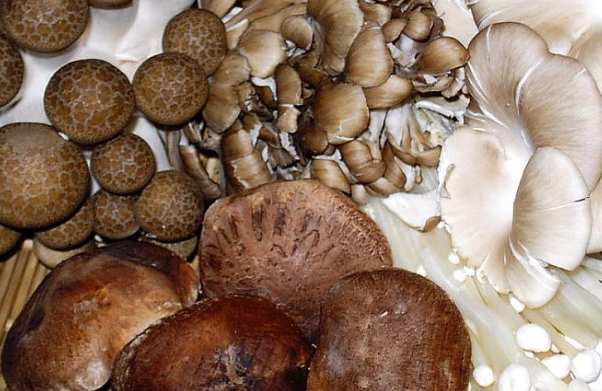 Mitä hyötyä sienistä on kasvoille.png